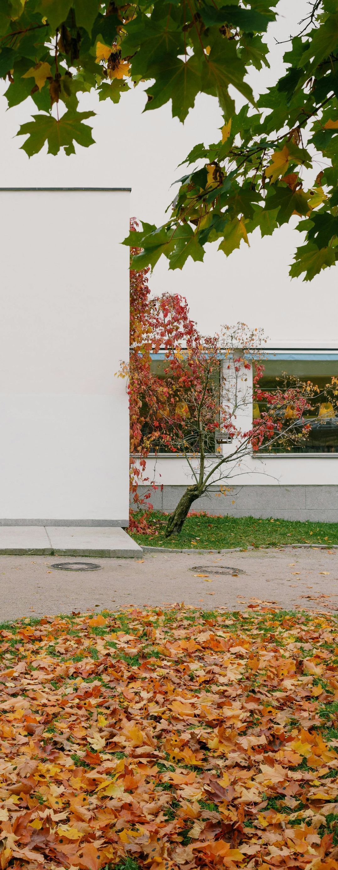 A bunch of leaves are laying on the ground in front of a white building.