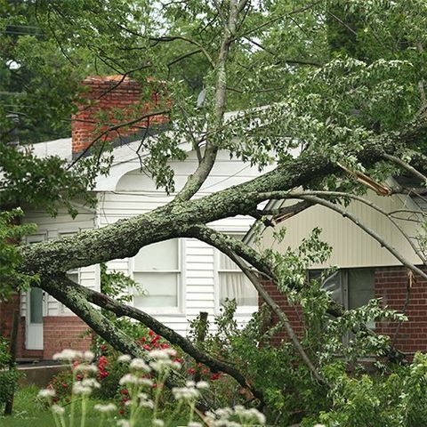 Fallen Tree — Flint, MI — TLC Tree & Stump Removal LLC