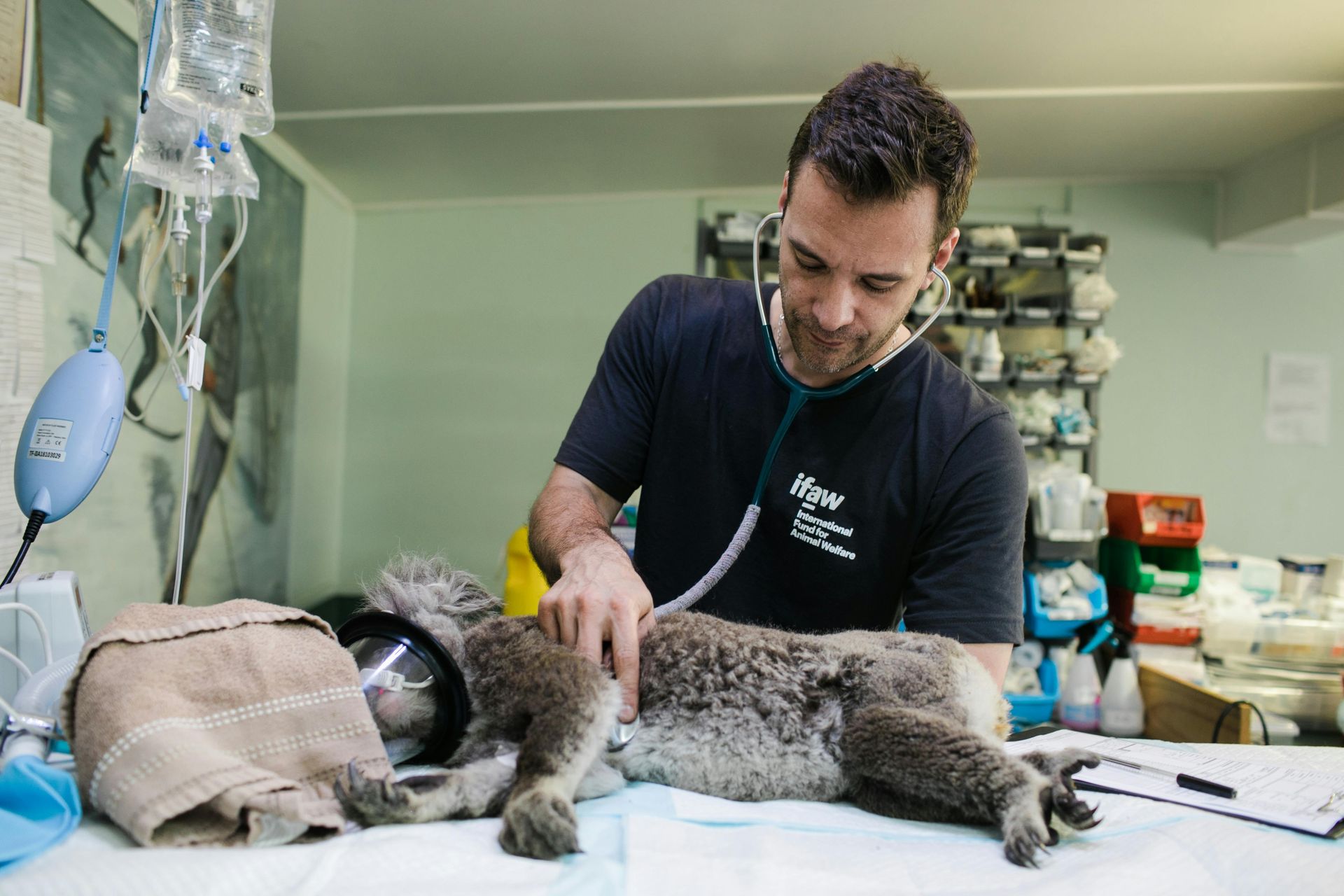 Male vet doing a check up on a koala lying on operation bed.