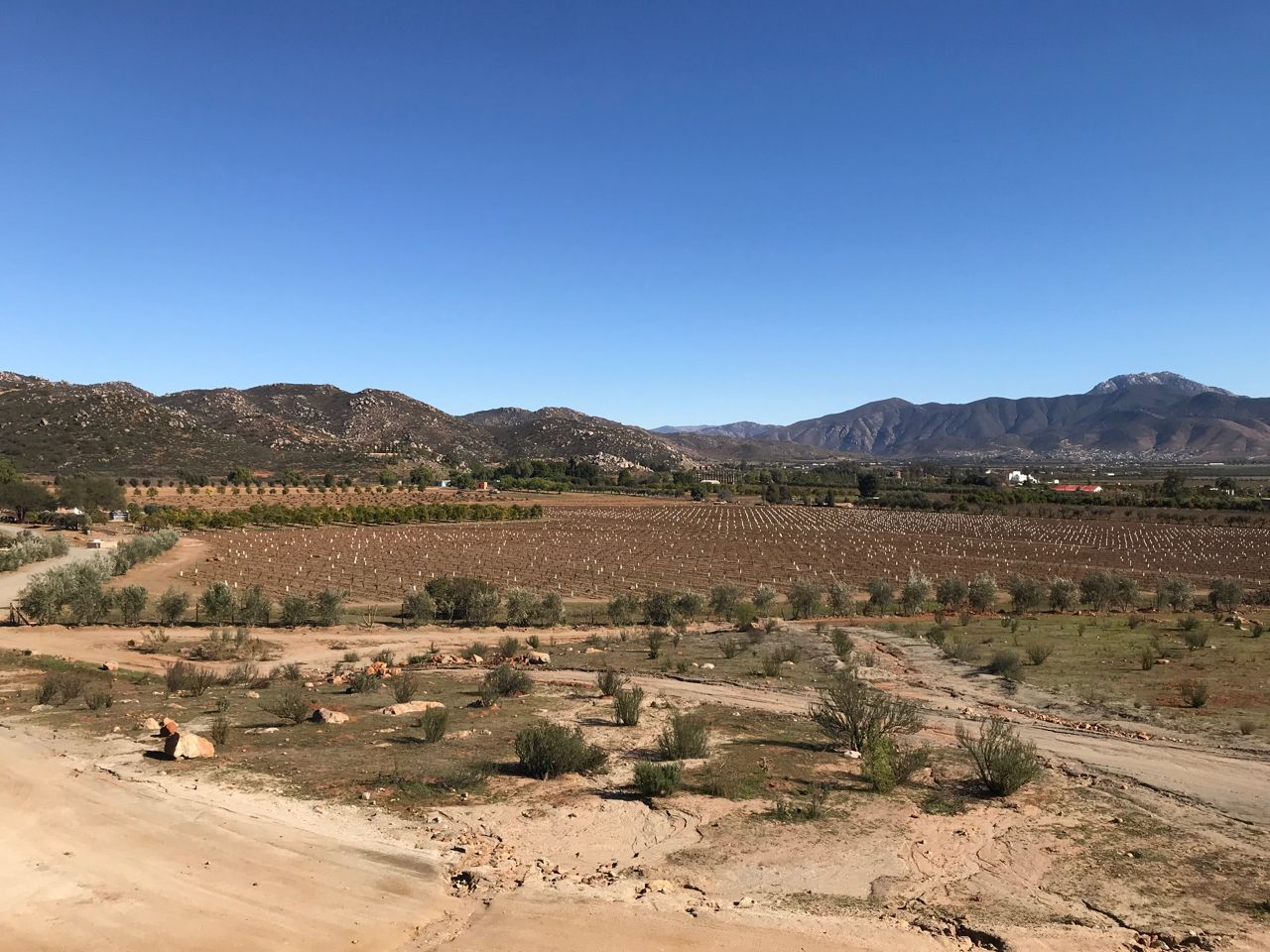 Mexican vineyard vista