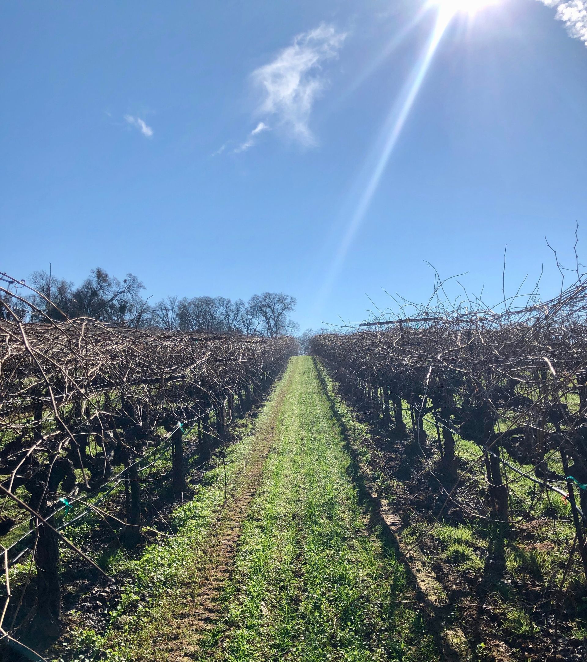 vineyard with drip irrigation