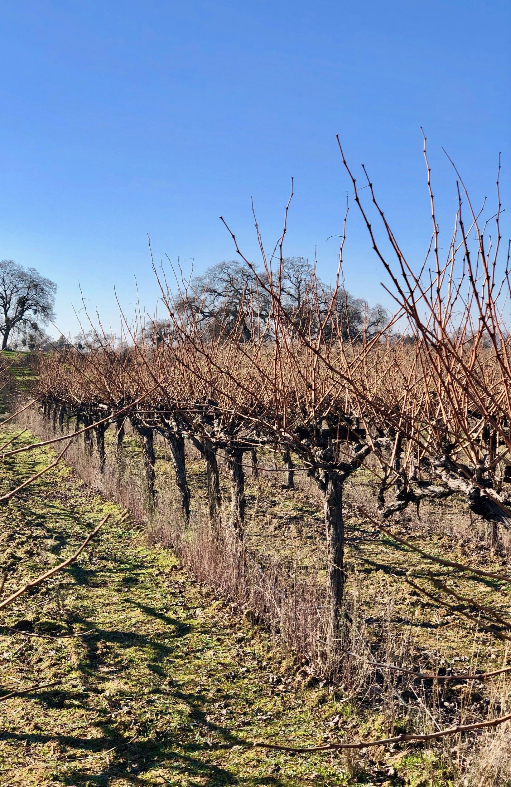 winter vineyard vines