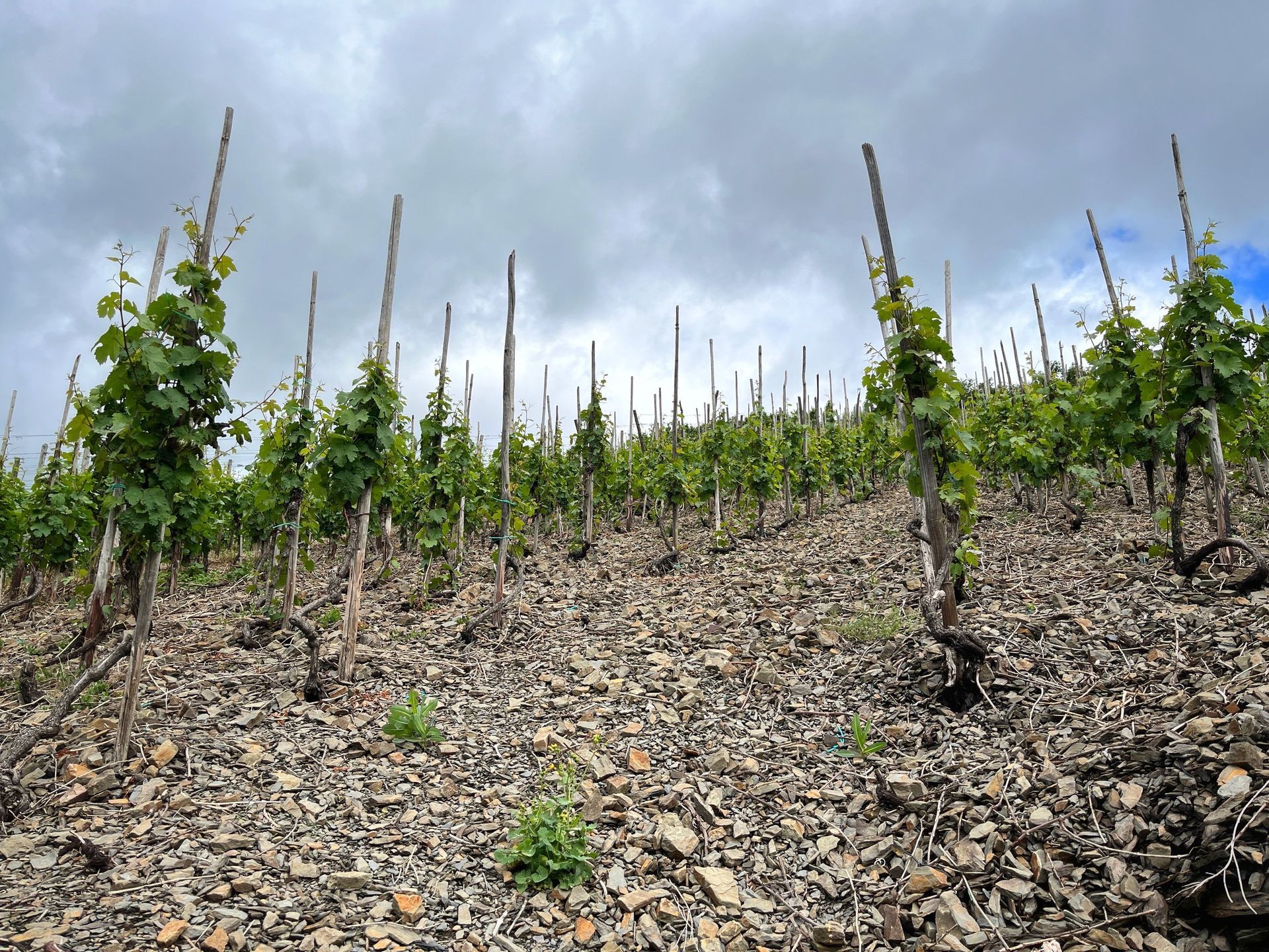 hillside vineyard Ahrtal Germany