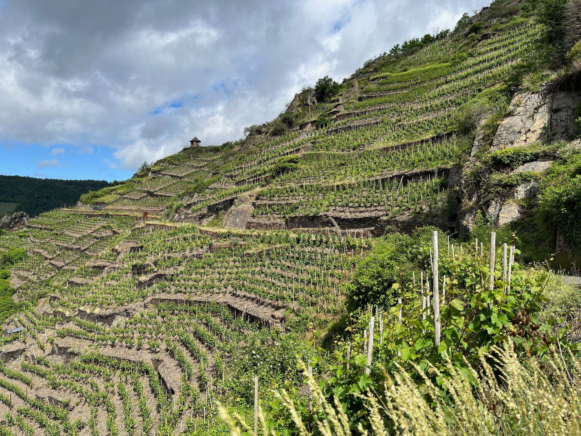 terraced vineyard Germany