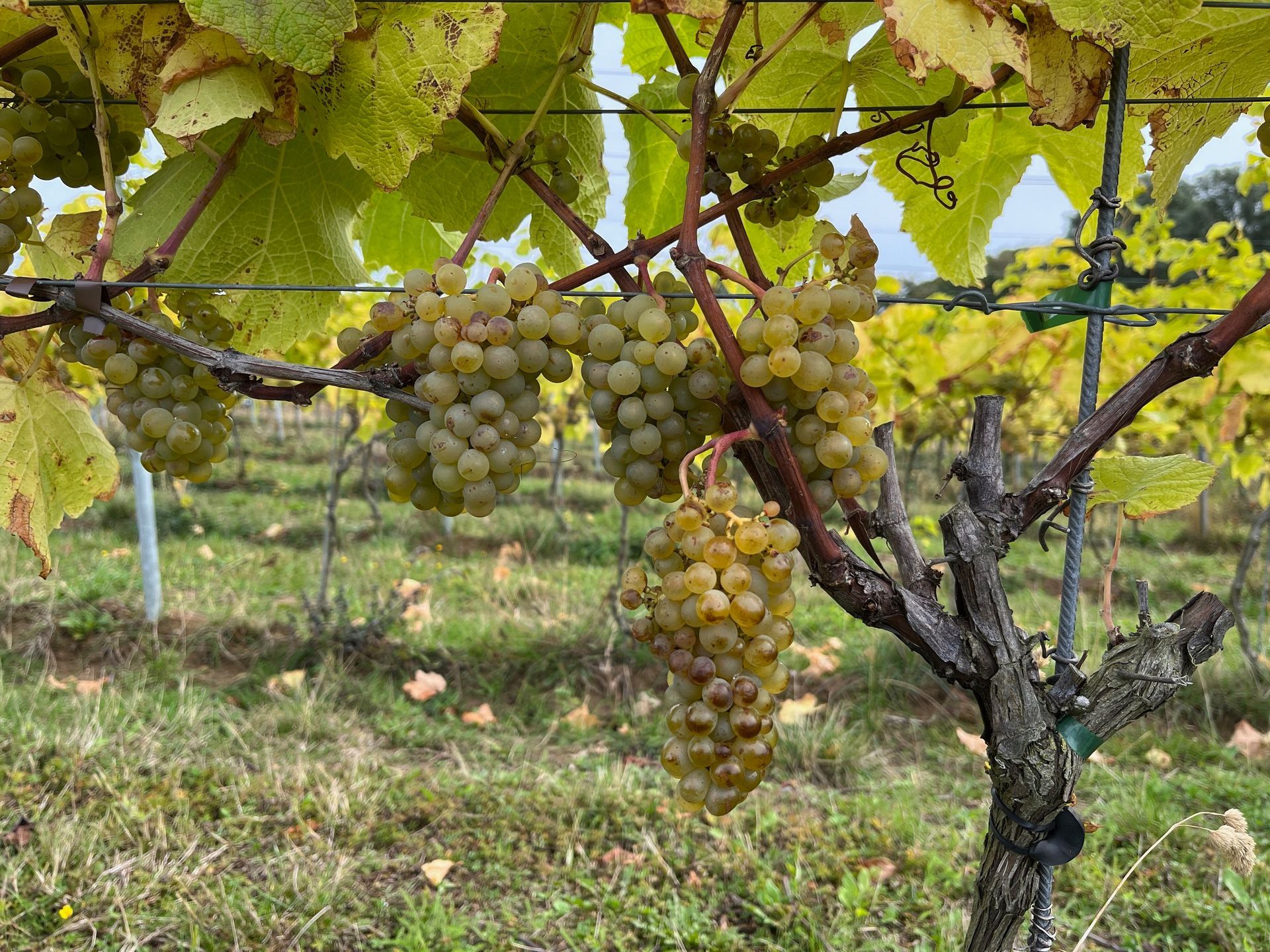 solaris grapes in Denmark