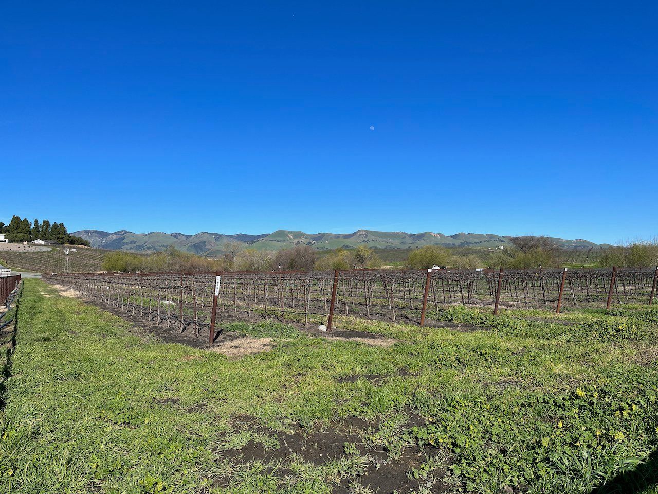 Edna Valley vineyard