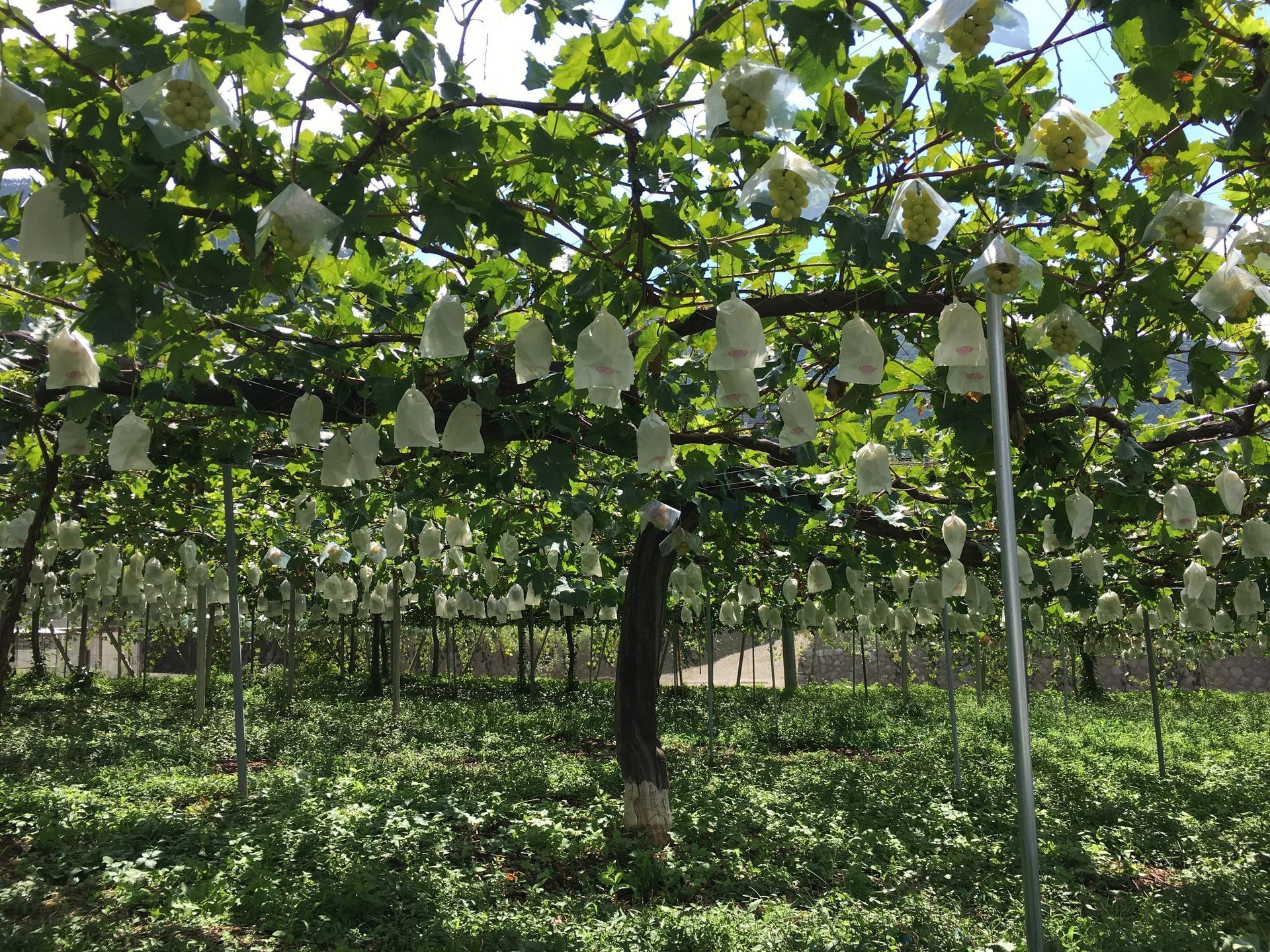 Japanse grape vine