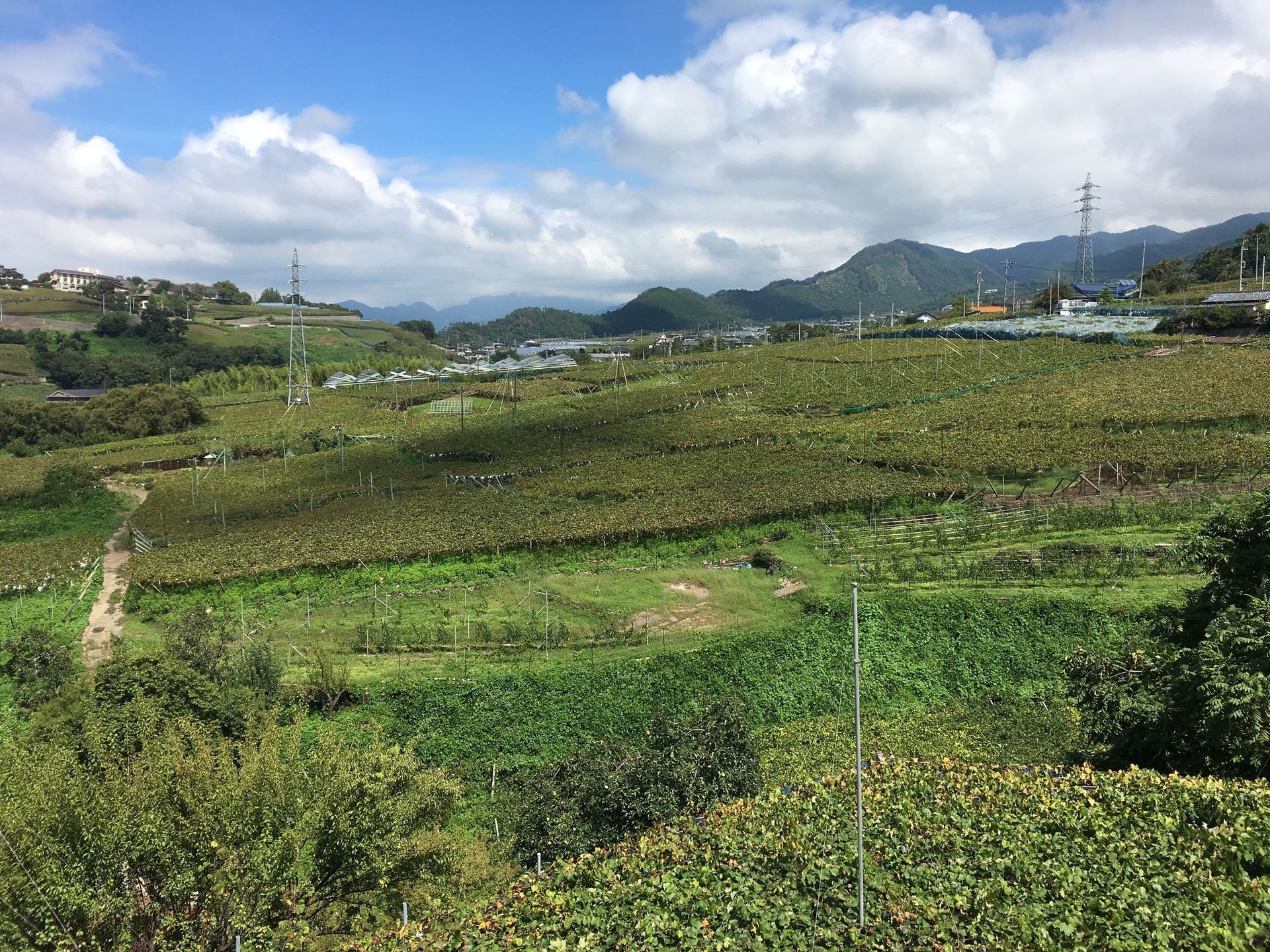 vineyards Japan