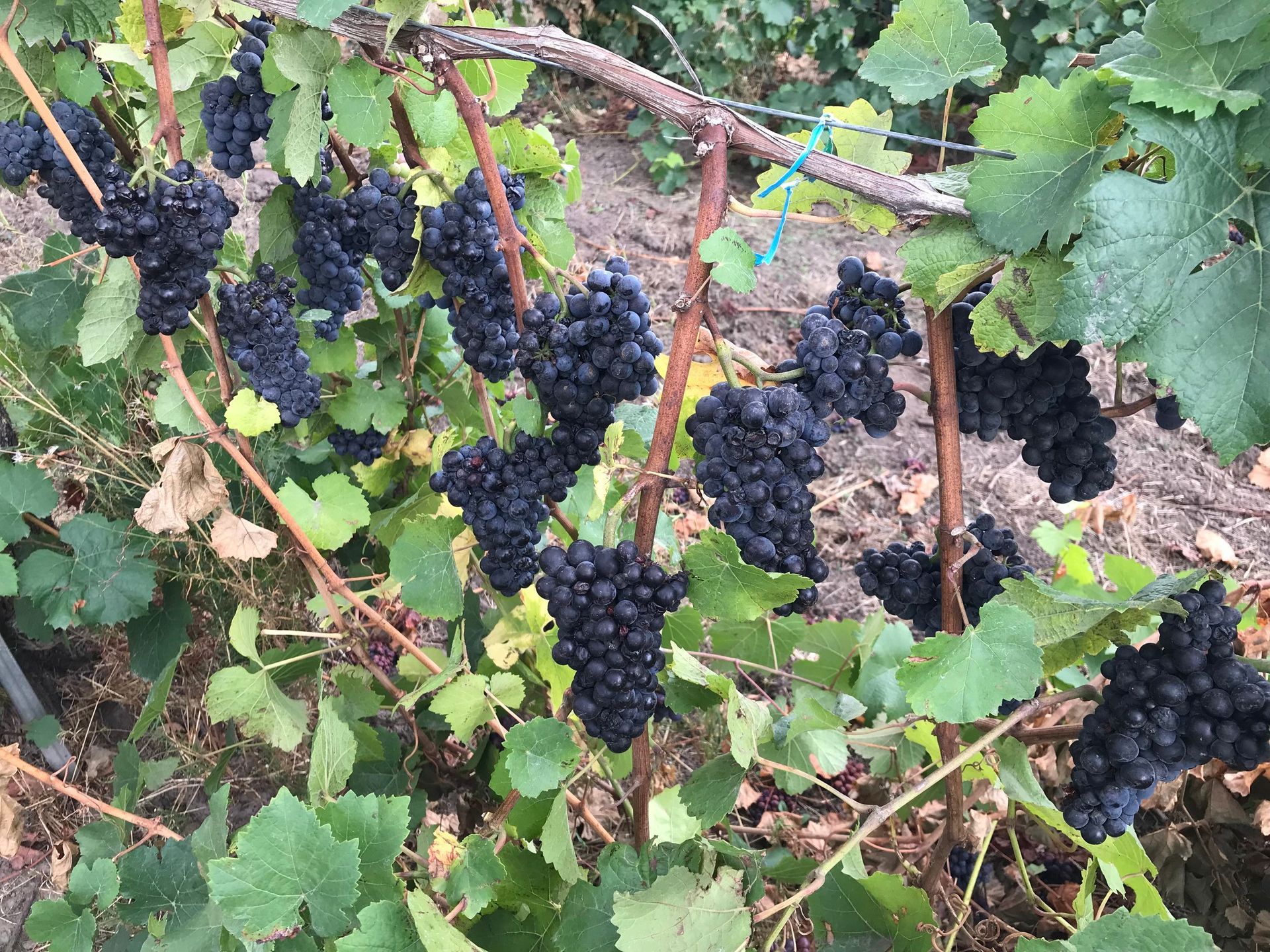 pinot noir vines Oregon
