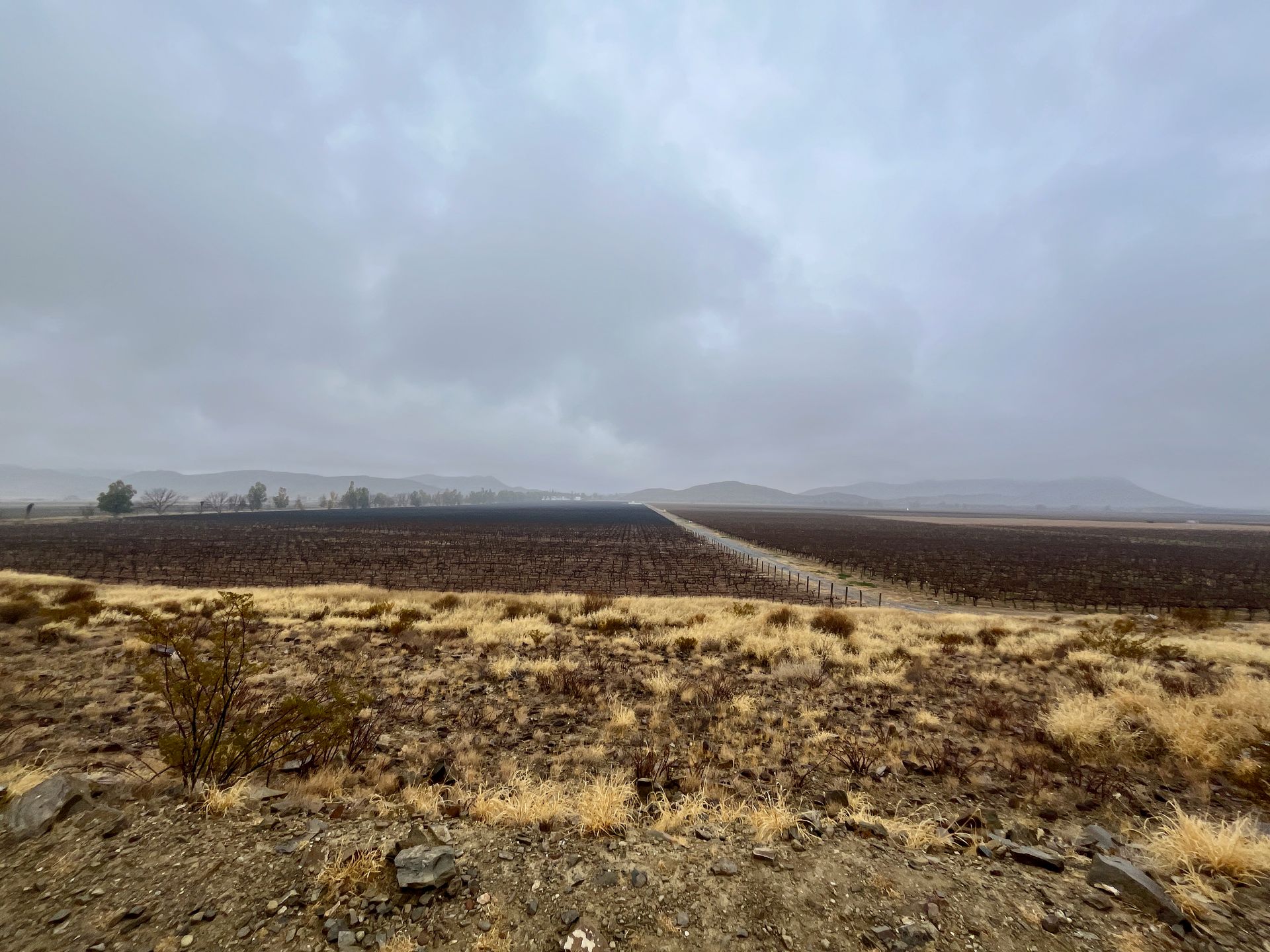 grape vineyard in Mexico