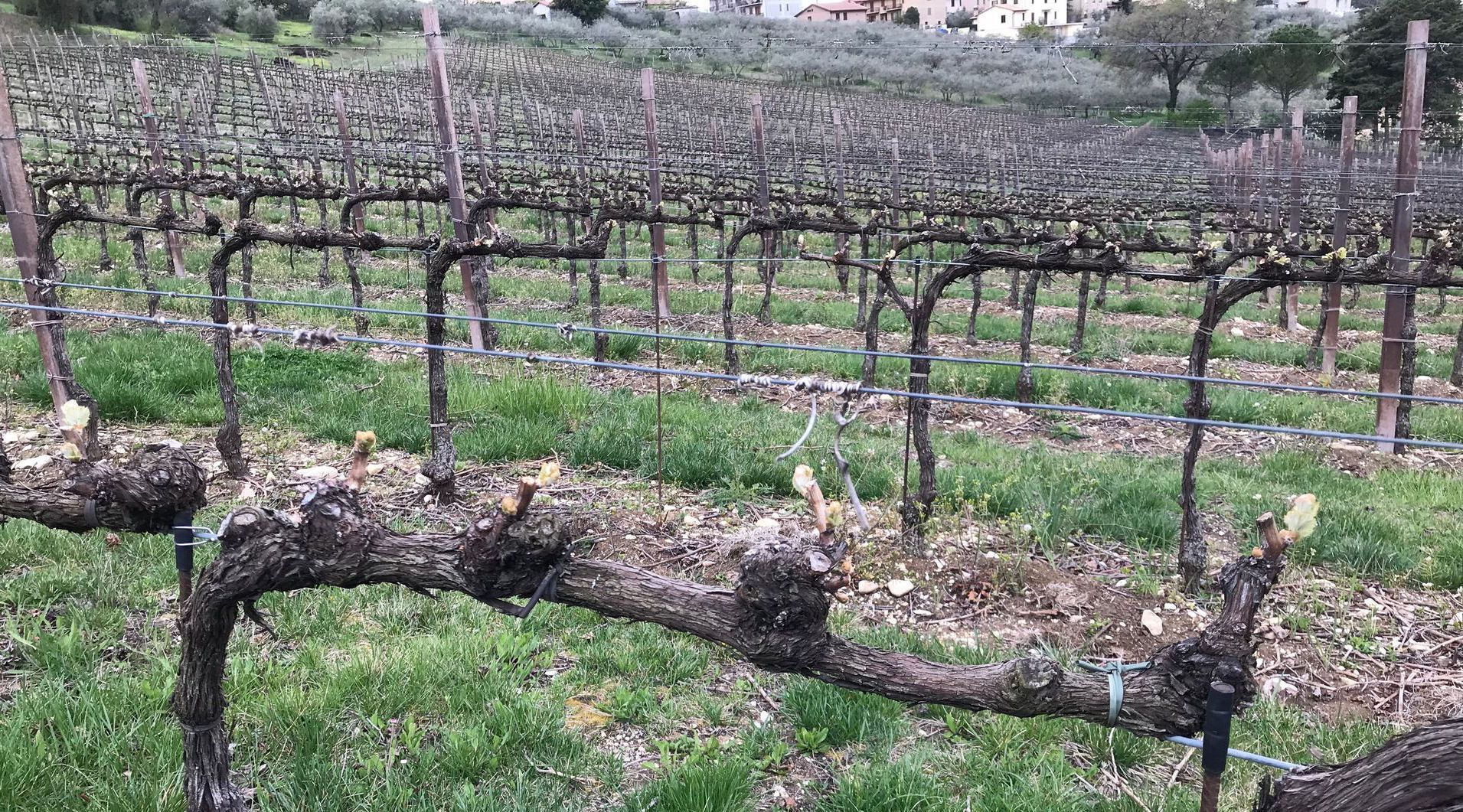 Montefalco Italy vines