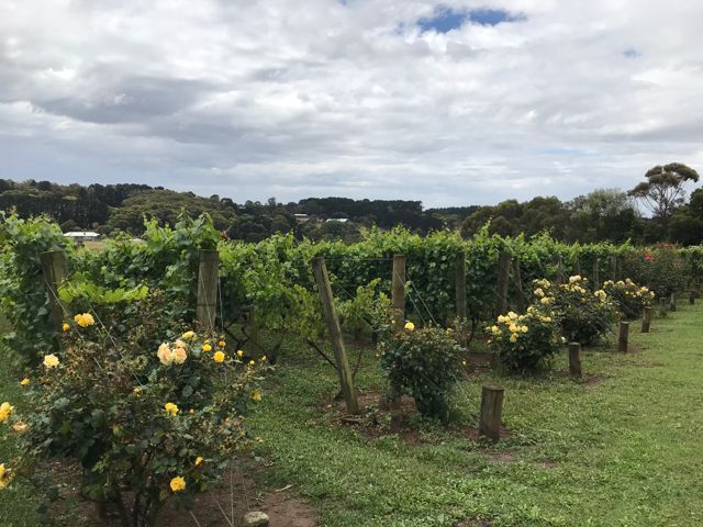vineyard with roses Mornington Peninsula Australia