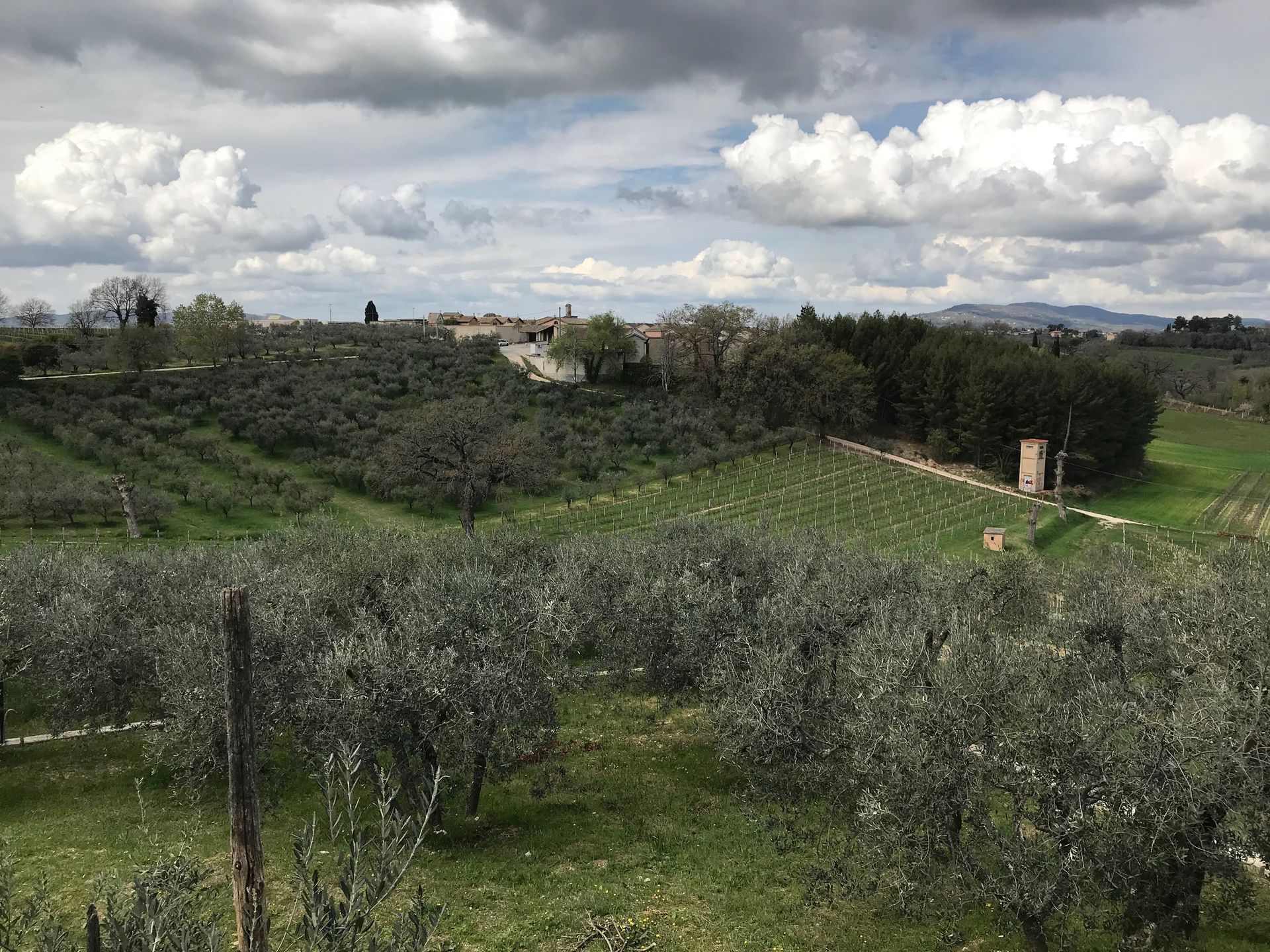 vineyard and olive trees Italy