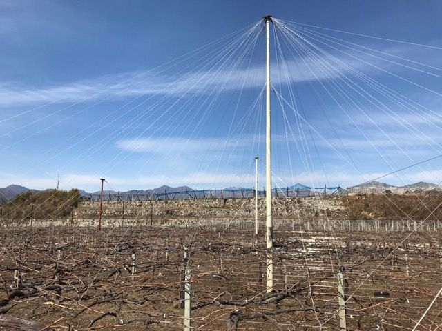pergola vineyard Japan