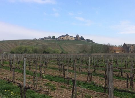 Germany vineyard with winery on hill