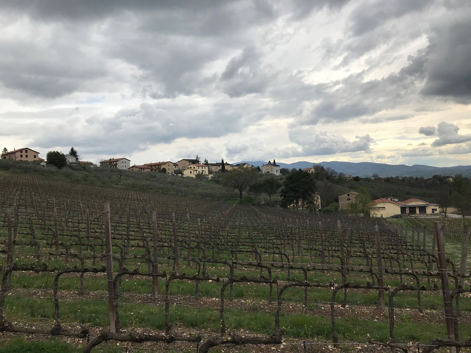 vineyard Montefalco Italy