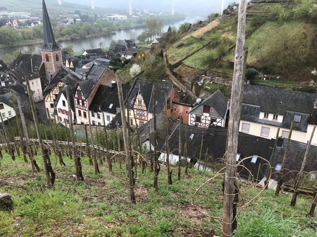 steep hill vineyard Mosel