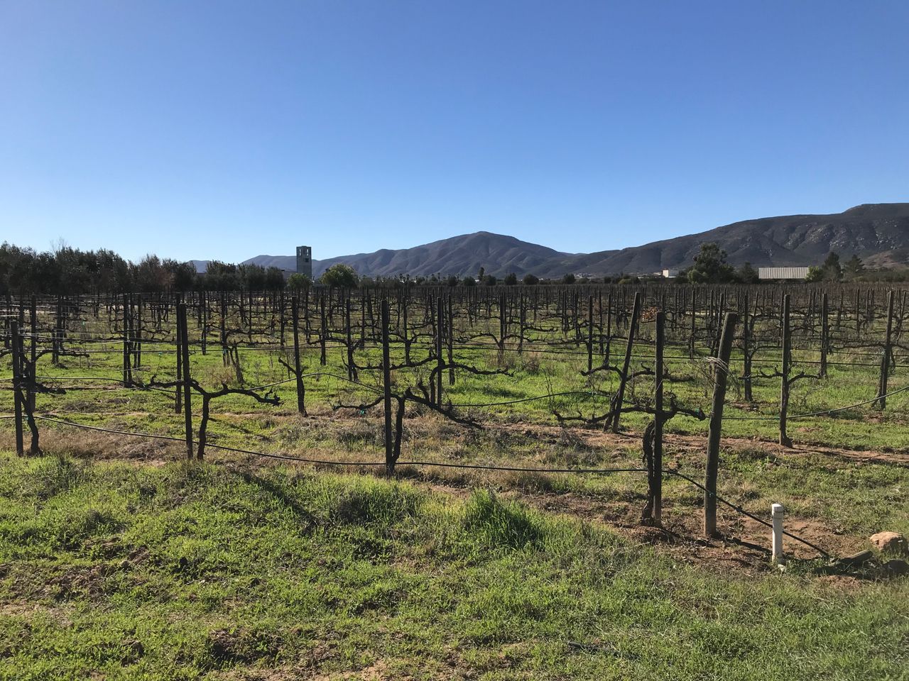 Valle de Guadalupe vineyard
