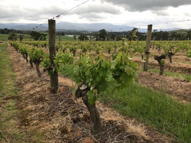 pinot noir vines Australia