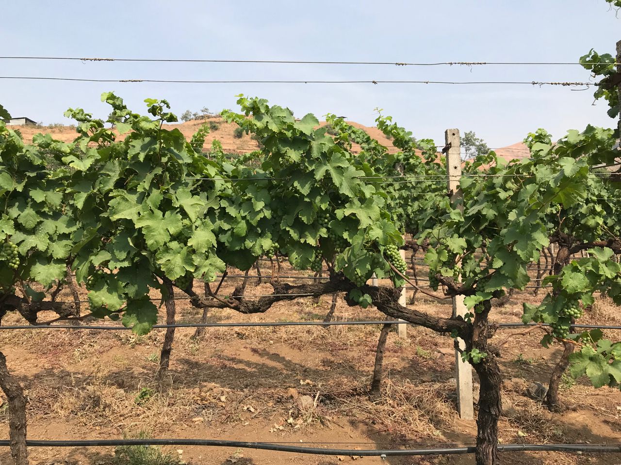 grape vines India