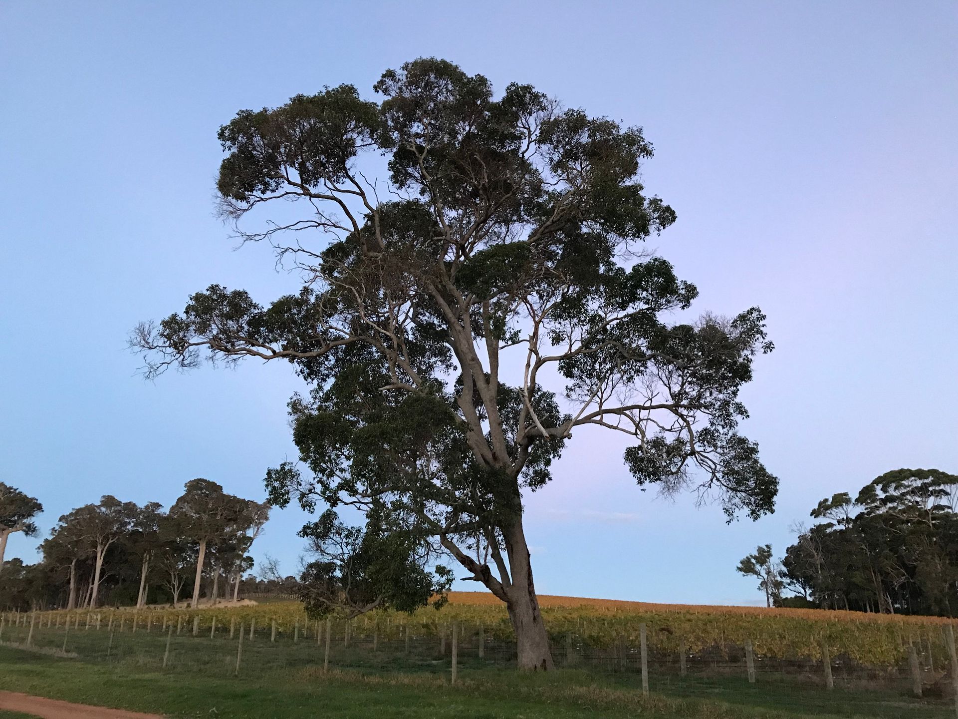 tree in vineyard