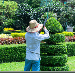 Gardener trimming a tiered, green shrub with large shears in a manicured garden.