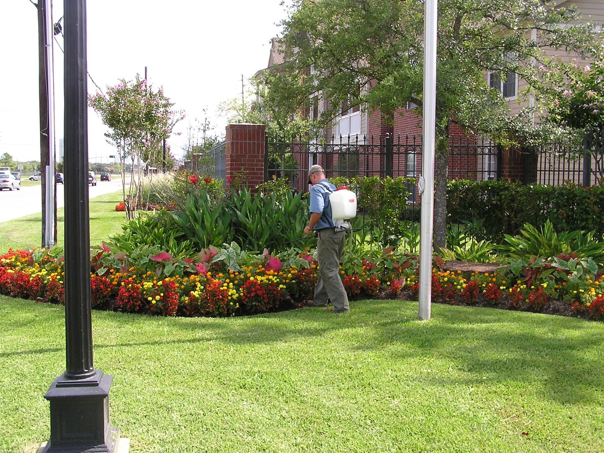 A man with a backpack is spraying flowers in a garden