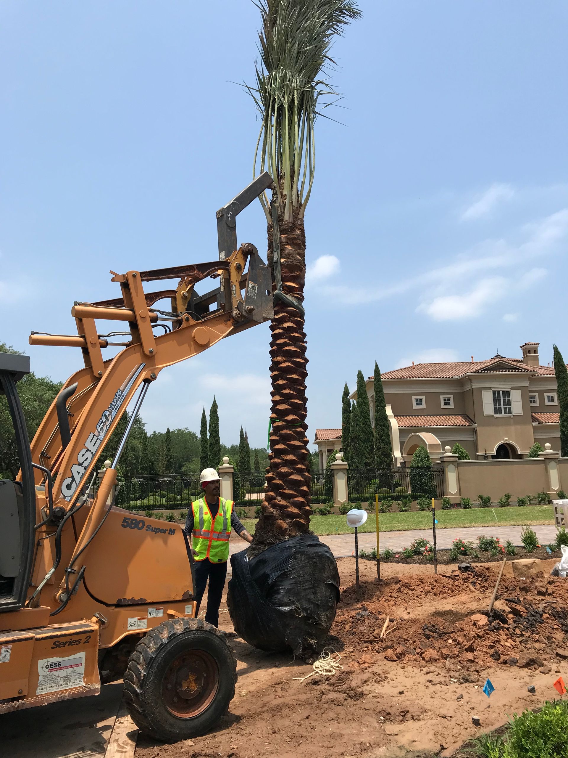 A large palm tree is being lifted by a case loader