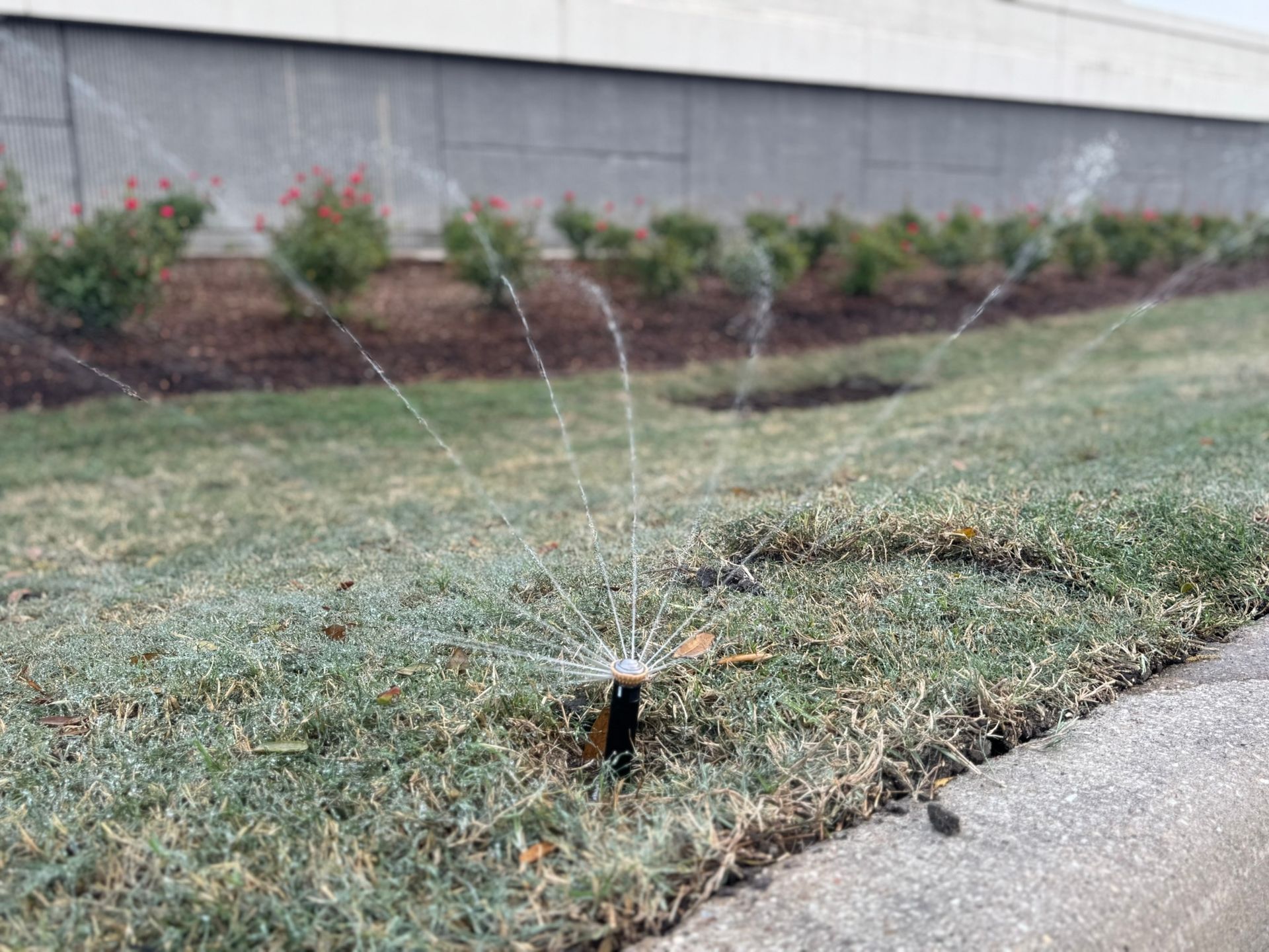 A lawn sprinkler is spraying water on a lush green lawn.