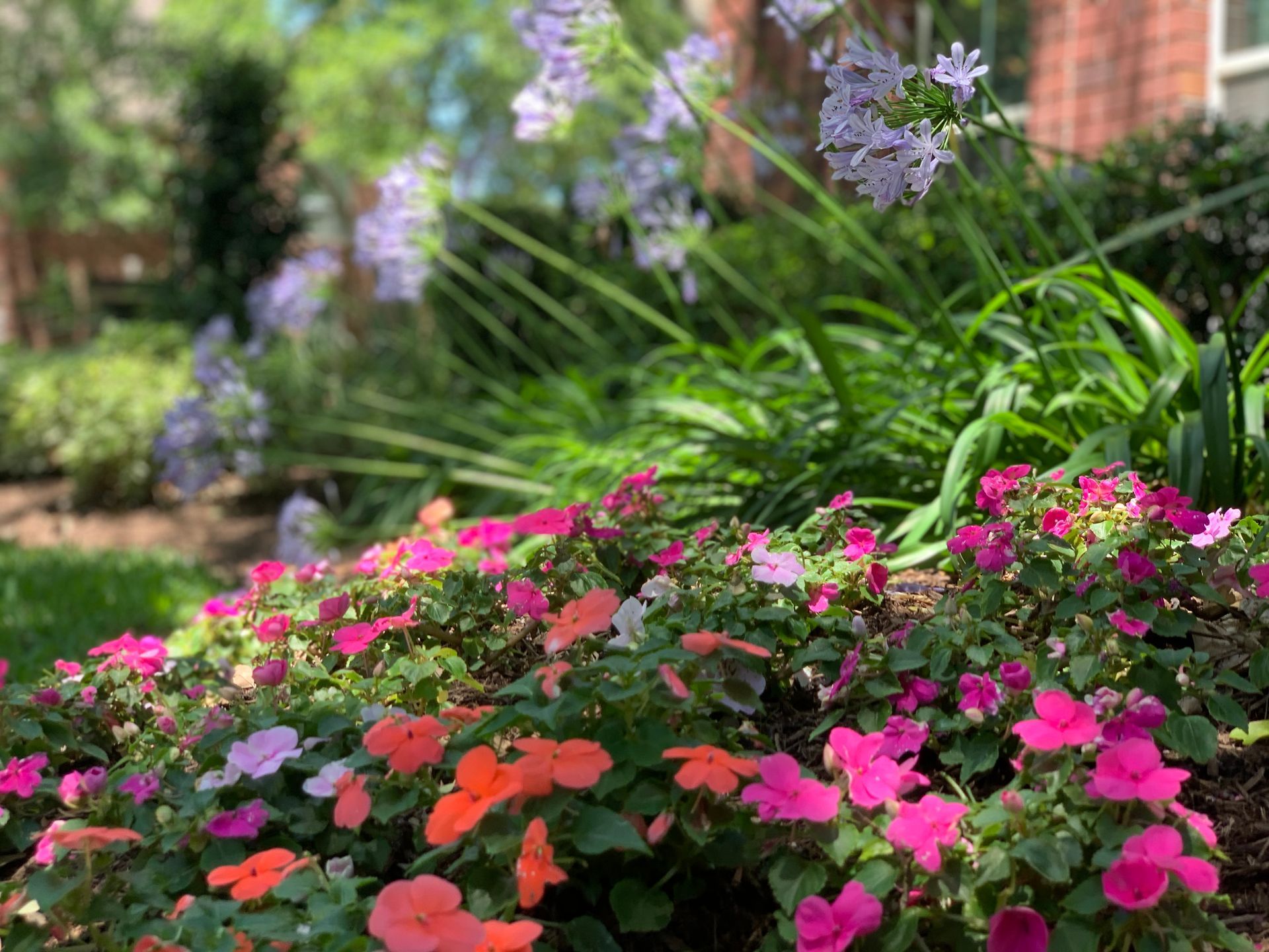 There are many different types of flowers in the garden.