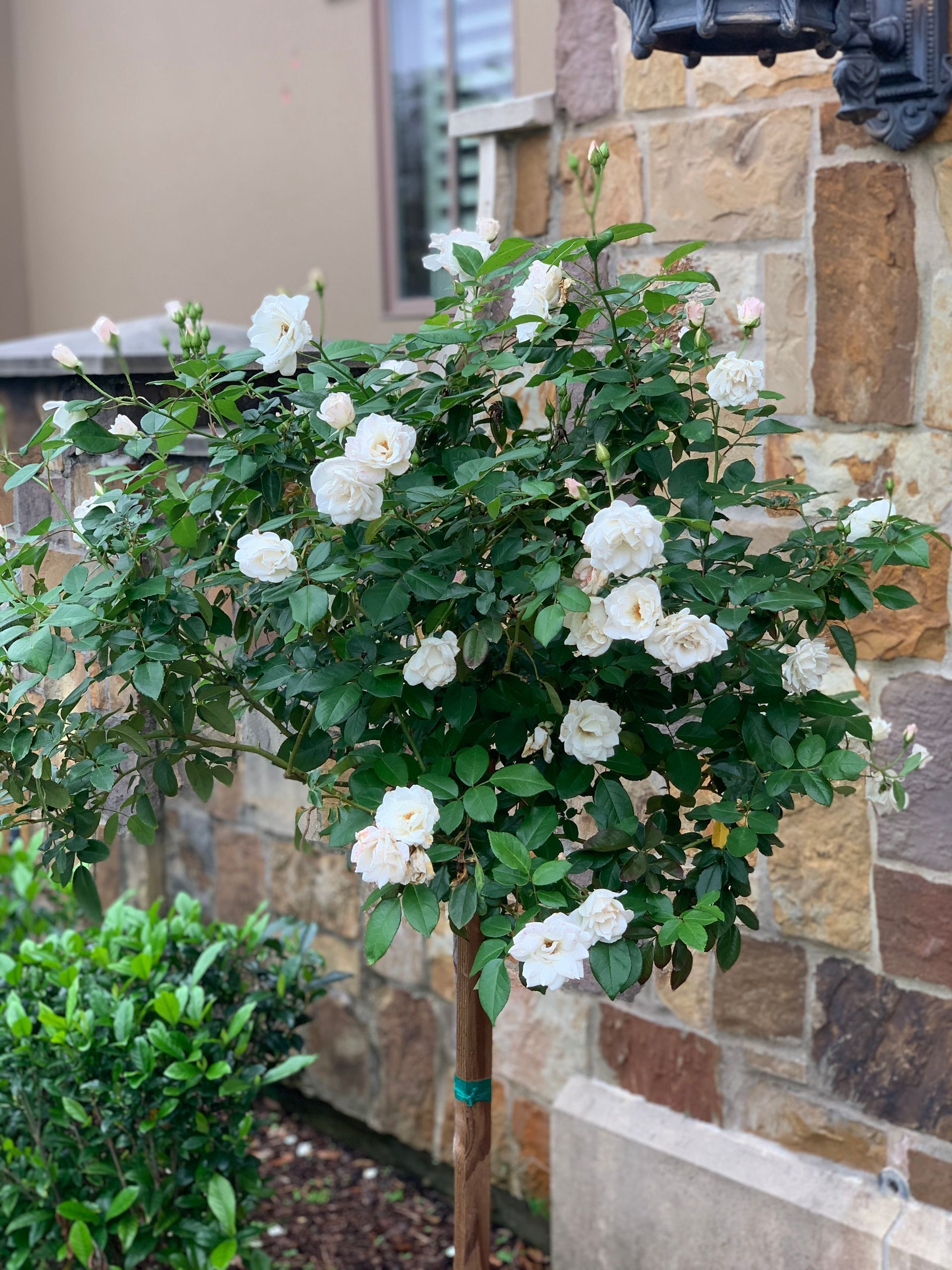A tree with white flowers is in front of a stone wall.