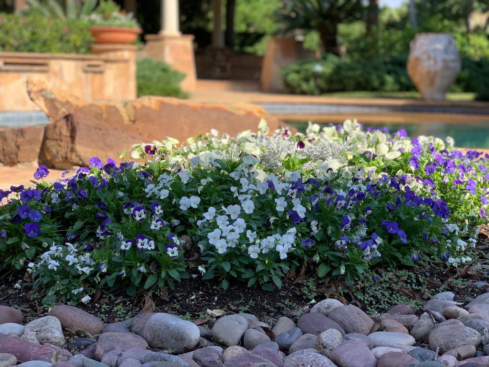A garden with purple and white flowers and rocks in front of a pool.