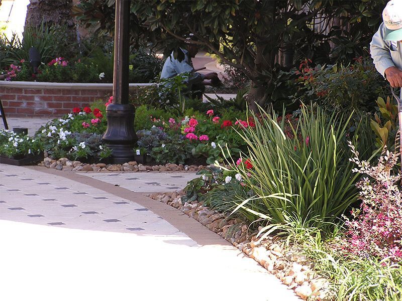 A man is standing in a garden surrounded by flowers
