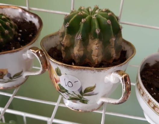 Cactus in a white teacup with gold trim, labeled 