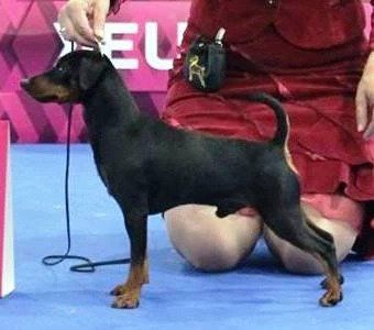 Cane Pinscher nano nero focato in piedi su una superficie blu, tenuto in braccio da una persona.