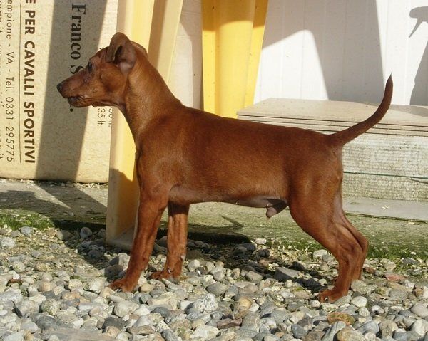 Cane Pinscher nano marrone in piedi sulla ghiaia, con la coda alzata, davanti a una tenda gialla e a un cartello.