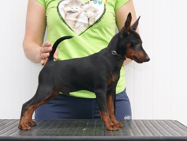Cucciolo di Pinscher nano nero focato in piedi su un tavolo, tenuto in braccio da una persona con una maglietta verde.