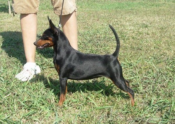Un Pinscher nano nero focato è in piedi sull'erba, tenuto in braccio da una persona con pantaloni beige.