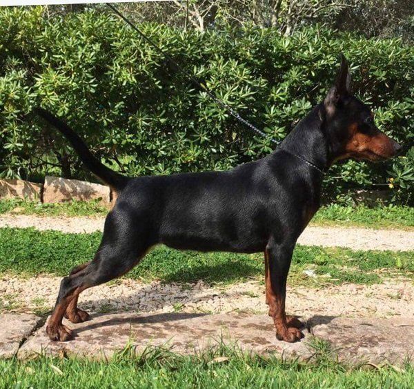 Cane Pinscher nano nero focato di profilo sull'erba, all'aperto.