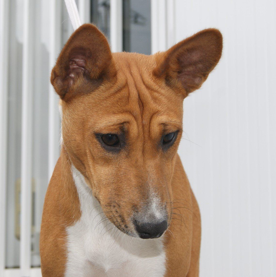 Cane Basenji marrone e bianco con occhi concentrati, rivolti verso il basso.