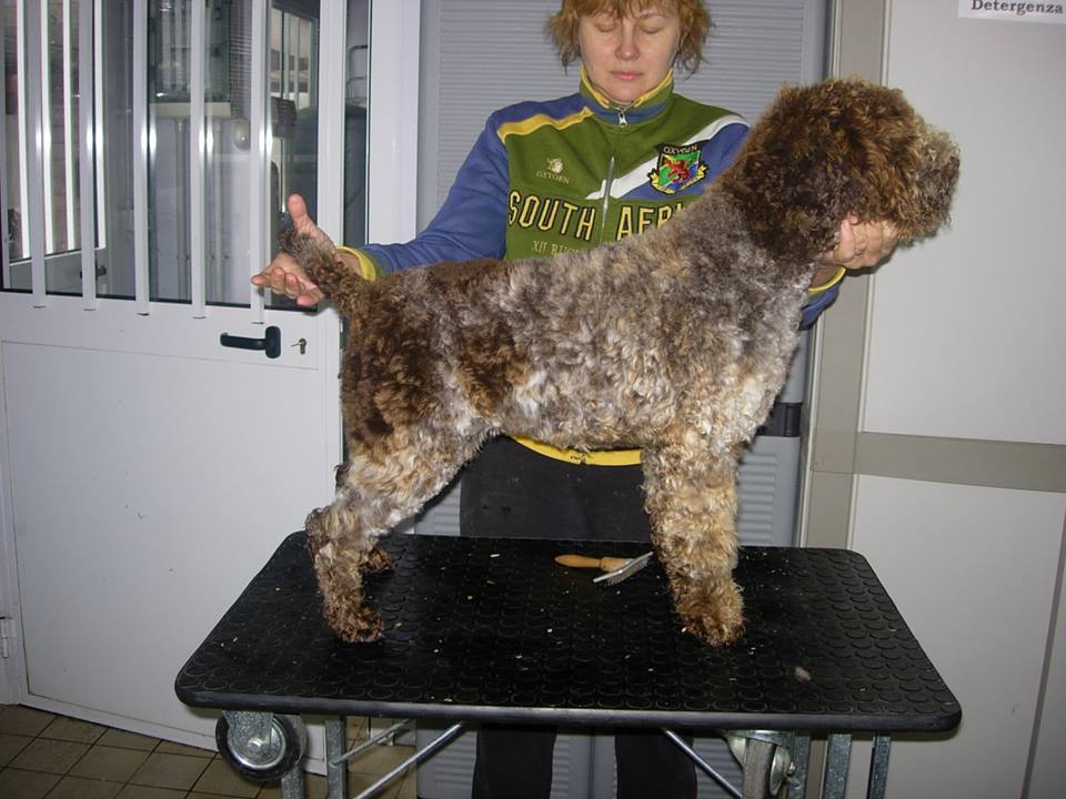 Una persona che tiene in braccio un cane marrone e riccio su un tavolo, in un ambiente interno.