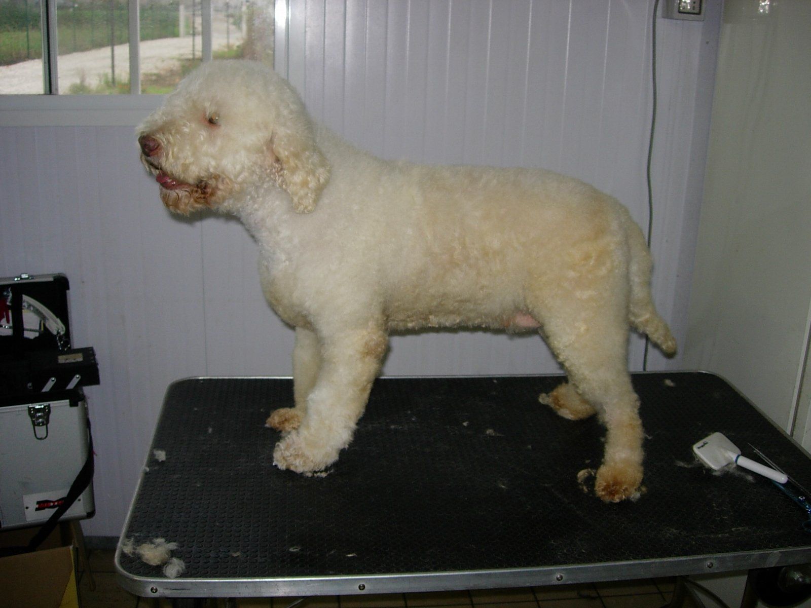 Un Lagotto Romagnolo color crema è in piedi sul tavolo della toelettatura. Pelo corto, tessitura arricciata, leggermente rivolto a sinistra.