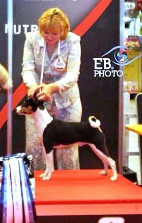 Un cane Basenji in un ring, in piedi su una piattaforma rossa, mentre viene giudicato da una donna.