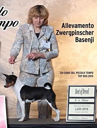 Donna in giacca e cravatta che tiene in mano un Basenji nero, bianco e marrone chiaro a una mostra canina. Cartello