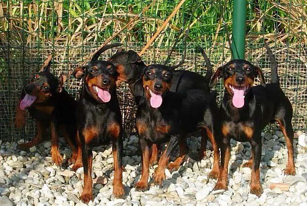 Cinque cani neri e focati con la lingua fuori, in piedi all'aperto.