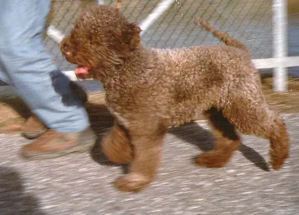 Un cane marrone dal pelo riccio viene portato a spasso su un sentiero asfaltato. Il cane è seguito da una persona in jeans e scarpe marroni.