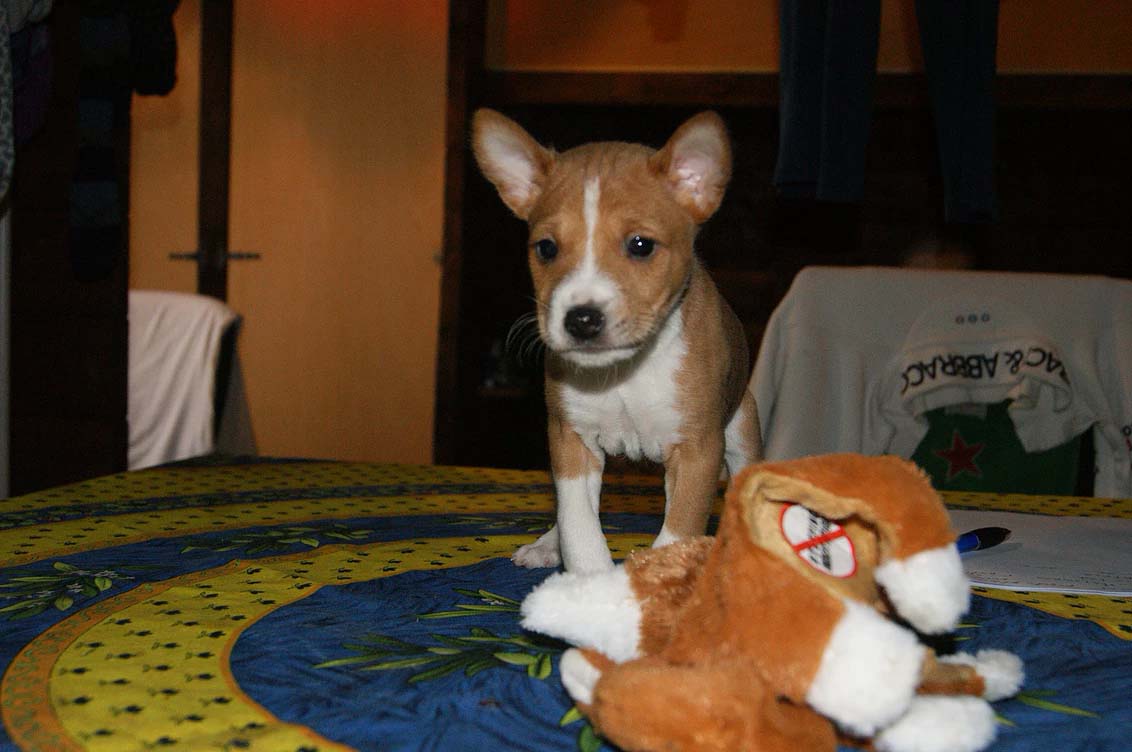 Un piccolo cucciolo bianco e marrone chiaro in piedi su un letto, che guarda un animale di peluche.