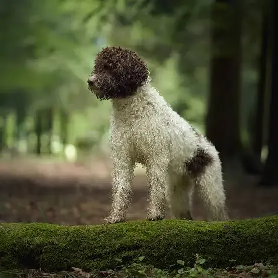 Cane con testa e macchia marroni, in piedi su un tronco muschioso nella foresta.