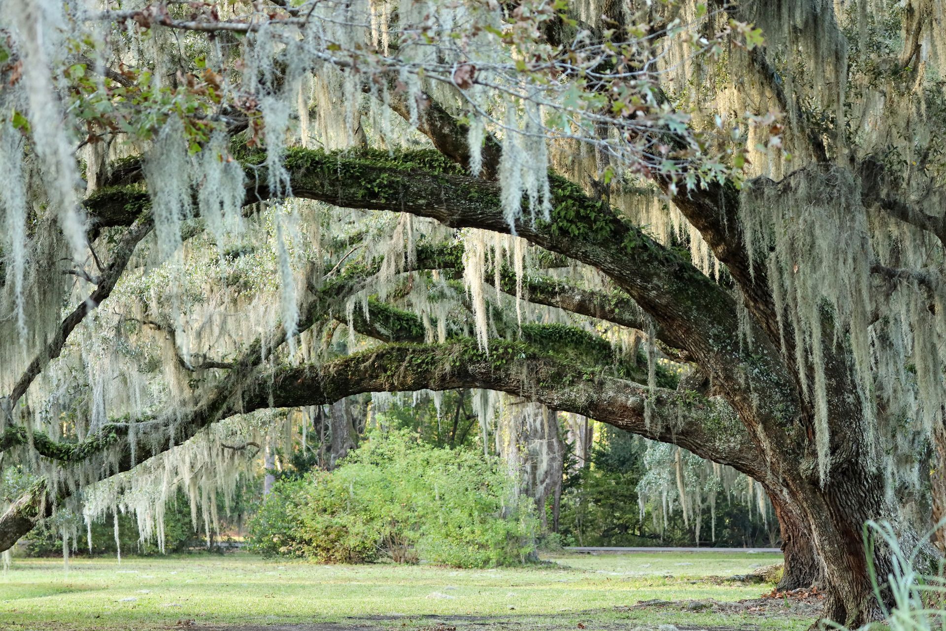 Trees While Storming — Palm Coast, FL — American Tree Care LLC