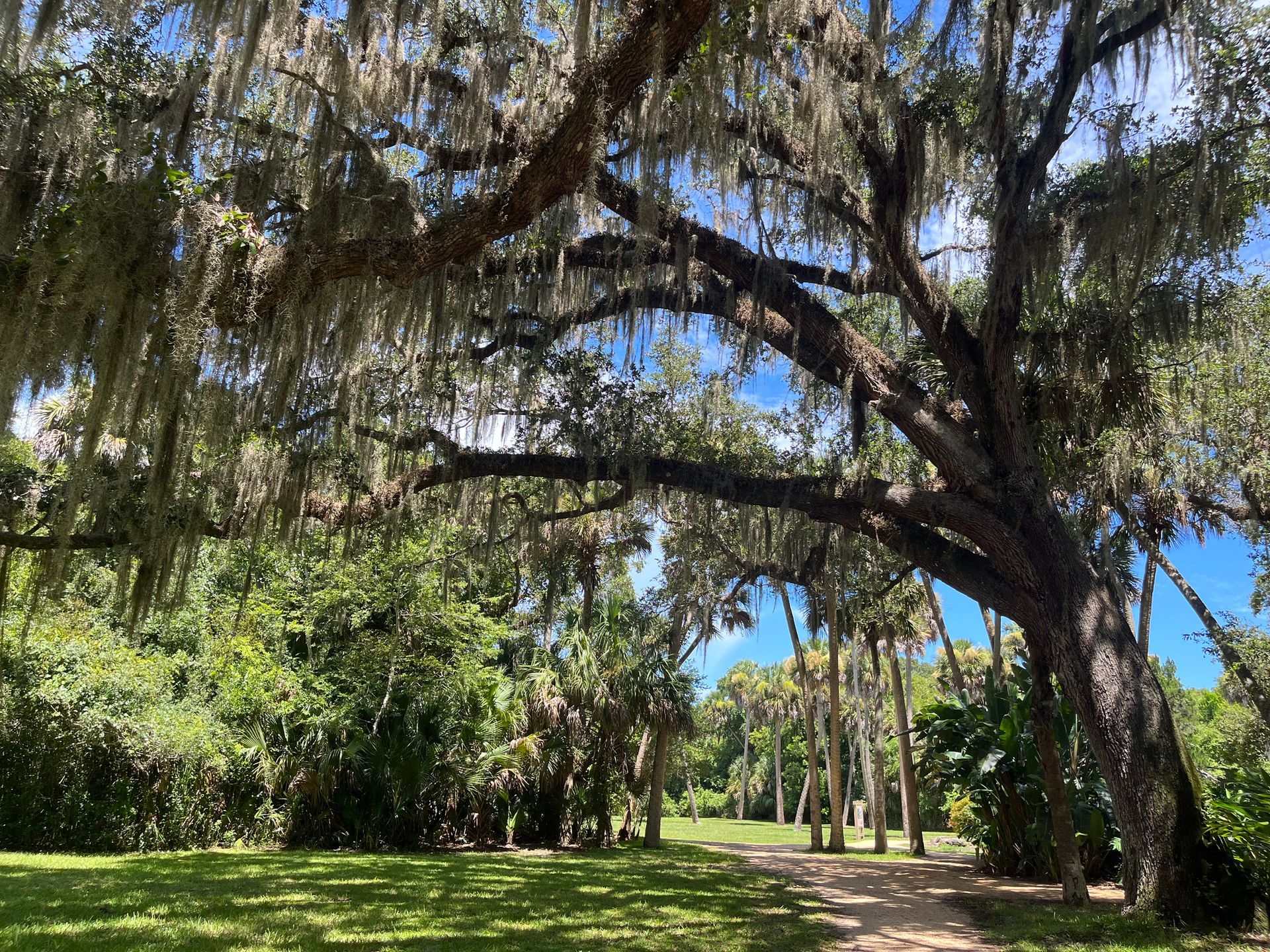 Man Trimming the Tree — Palm Coast, FL — American Tree Care LLC